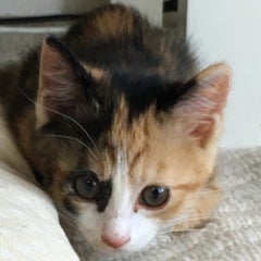 ねむの木のプロフィール