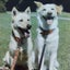 画像 mayo-wanko-Ikigai保護犬ゴン太とココアの思い出と新しい家族になった殺処分前日に保護したゴッコとの暮らしと生き甲斐のユーザープロフィール画像