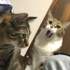 ぎんちゃむのプロフィール