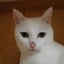 画像 12猫12色(Saga_cats 3rd season)のユーザープロフィール画像
