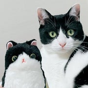 リリマイのおすすめのサムネイル