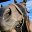 🐴ぱちくりのサムネイル