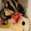 koharu022124のサムネイル