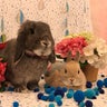 おはなふゆそらのプロフィール