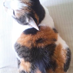 ドツボネのプロフィール
