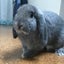 チェブ吉のサムネイル
