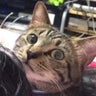 きなこままのプロフィール