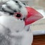 画像 文鳥好きの日記のユーザープロフィール画像