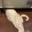 宍戸ばいけんのサムネイル