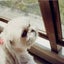 自由になりたいのサムネイル