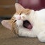 ちょろねこミントのサムネイル