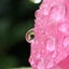 画像 ヒーリングサロンPurela 〜花のように〜のユーザープロフィール画像