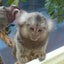 アリーのサムネイル