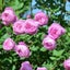 画像 Secret Rose Garden〜＊マンションのベランダでバラ中心のガーデニング＊〜のユーザープロフィール画像
