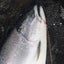 画像 北海道 釣行記録のユーザープロフィール画像