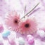 sakura-linenのサムネイル