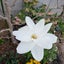 画像 Miwa's Garden ~花と緑と小鳥と神様と~のユーザープロフィール画像