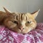 まるねこのサムネイル
