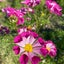 irishgardenのサムネイル