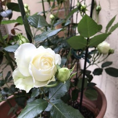 ヒロハナのプロフィール