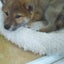 ふわふわ雲さんのサムネイル