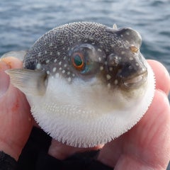 磯釣狂のプロフィール