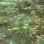 うすあおのサムネイル