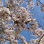 akiwiのサムネイル