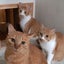 画像 保護猫シェルター《ねこ窓ハウス》のユーザープロフィール画像