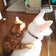犬猫ブリーダー　ましろ荘のブログ