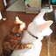 画像 犬猫ブリーダー　ましろ荘のブログのユーザープロフィール画像