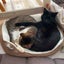 猫好きママのサムネイル