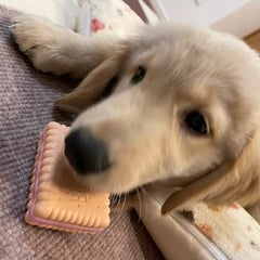スピカのプロフィール