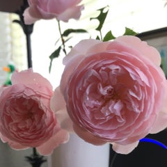 桜　うさぎのプロフィール