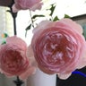 桜　うさぎのプロフィール