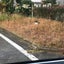 Cow cow English.のサムネイル