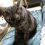画像 黒っぽい猫「せさみ」の自由な生活のユーザープロフィール画像