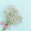 a-gypsophilaのサムネイル