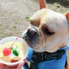 プリンのプロフィール