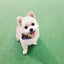 画像 元保護犬　クーちゃんのまいにちのユーザープロフィール画像