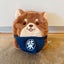 画像 しば旅・しば飯Blogのユーザープロフィール画像