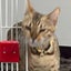 画像 花梨とすばるの猫日記のユーザープロフィール画像