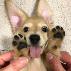 りりぃのプロフィール