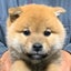 画像 柴犬＆豆柴ブリーダー遠州広瀬荘千葉県富津ファクトリーのユーザープロフィール画像