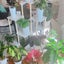 画像 毎日観葉植物ときどきマゴ〜houseplant_grandmaのブログ〜のユーザープロフィール画像