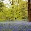 bluebell_in_kewのサムネイル