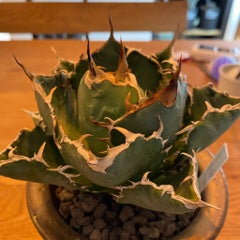 アクセルさん〜植物沼の住人〜のプロフィール