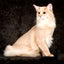画像 ☆ふわふわたんぽぽ白い天使☆ソマリ子猫日記のblogのユーザープロフィール画像