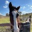 画像 ドットフォーチュンの引退馬ブログのユーザープロフィール画像