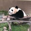 りんごのサムネイル